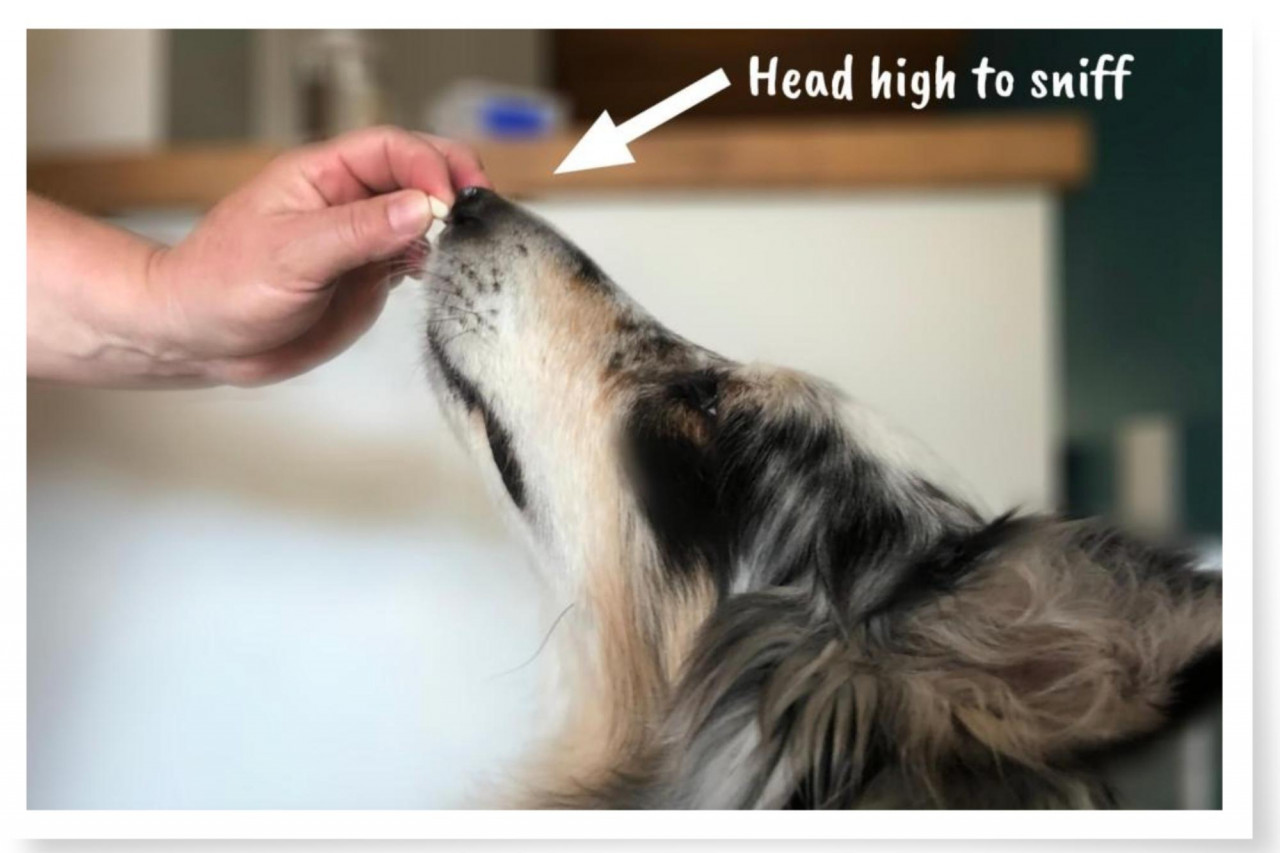 dog learning to take a pill voluntarily by reaching upwards to sniff the pill